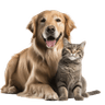 Animals & Pets