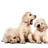 Dogs & Puppies