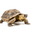 Reptiles