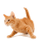 Cats & Kittens